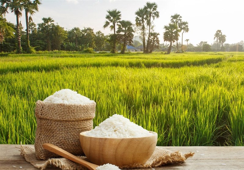روسیه صادرات برنج را ممنوع کرد